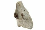 Rare, Fossil Canid (Hesperocyon) Upper Skull - Wyoming #269890-5